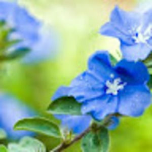 Meet your Posher, Iszabella